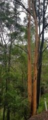 Eucalyptus propinqua