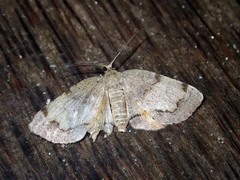 Achrosis calcicola