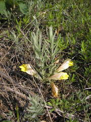 Cymbaria borysthenica