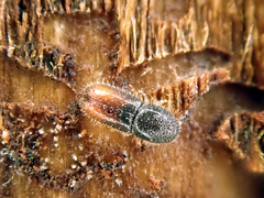 Pityogenes chalcographus