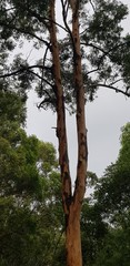 Eucalyptus propinqua