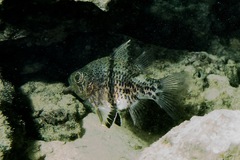 Sphaeramia orbicularis