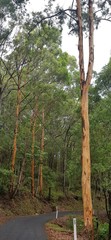 Eucalyptus propinqua