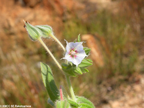 Trichodesma zeylanicum image