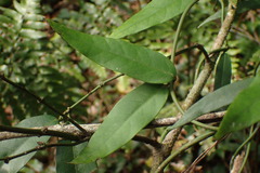 Gardneria multiflora
