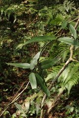 Gardneria multiflora