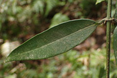 Gardneria multiflora