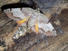 Achrosis calcicola