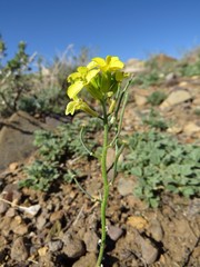 Erysimum flavum altaicum