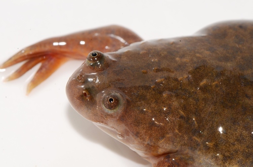 Marsabit Clawed Frog