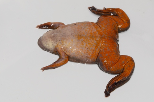 Marsabit Clawed Frog