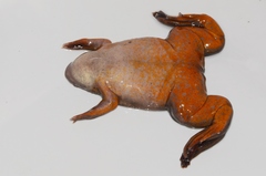 Xenopus borealis