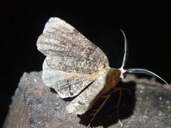 Achrosis multidentata