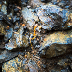 Leptomyrmex geniculatus