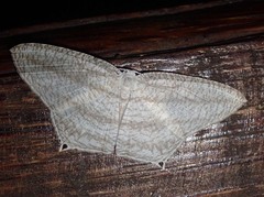 Acropteris ciniferaria