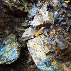 Leptomyrmex geniculatus