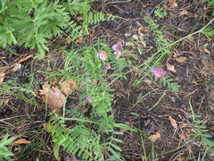 Vicia nervata