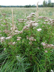 Eupatorium cannabinum