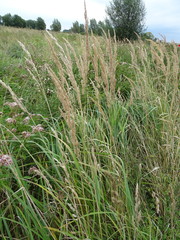 Calamagrostis epigejos