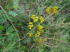 Tanacetum vulgare