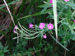 Epilobium hirsutum
