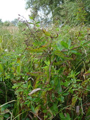 Scrophularia umbrosa