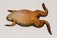 Xenopus borealis