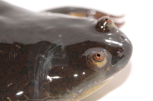 Marsabit Clawed Frog