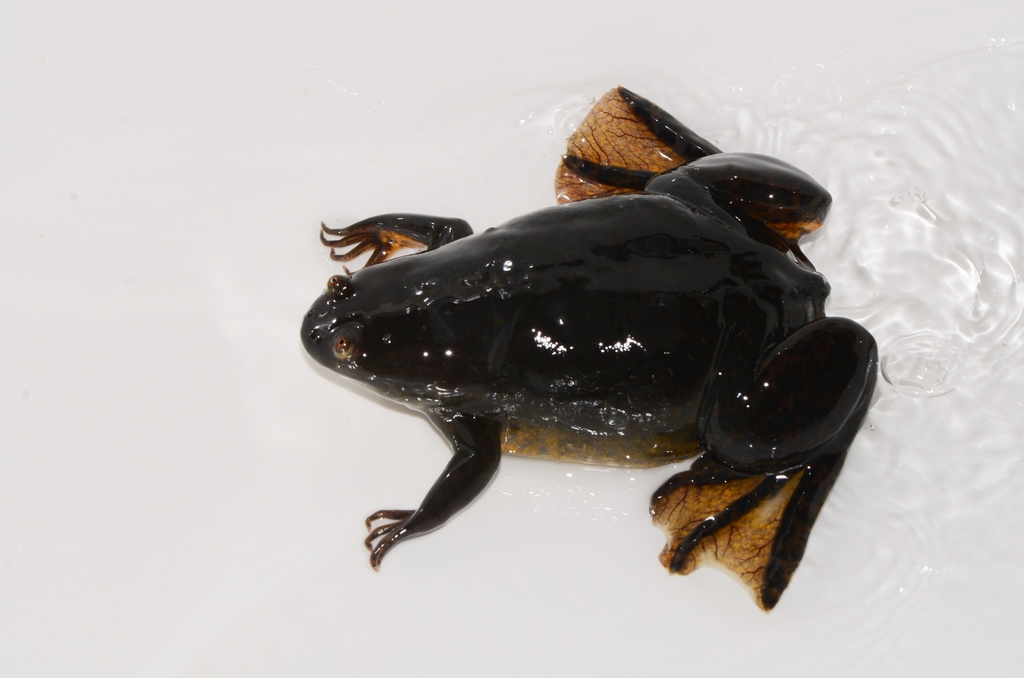 Marsabit Clawed Frog