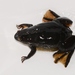 Marsabit Clawed Frog - Photo no rights reserved, uploaded by Marius Burger