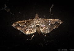 Merodictya marmorata