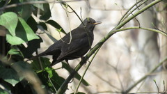 Turdus merula