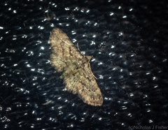 Chloroclystis mniochroa