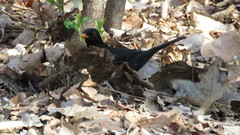 Turdus merula