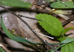 Agriocnemis argentea