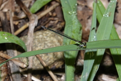 Agriocnemis argentea