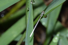 Agriocnemis argentea