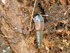 Sepedophilus marshami