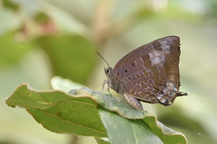 Arhopala madytus