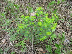 Euphorbia jenisseiensis