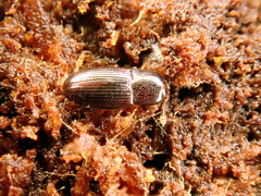 Cerylon ferrugineum