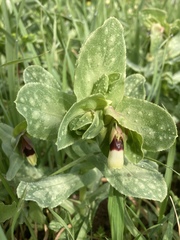Cerinthe