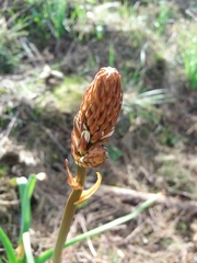 Asphodelus serotinus