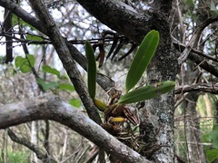 Dendrobium monophyllum