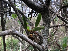 Dendrobium monophyllum