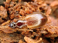 Oxypselaphus obscurus