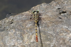 Austroepigomphus turneri