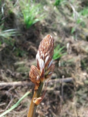 Asphodelus serotinus