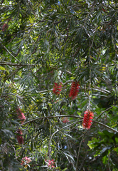 Melaleuca viminalis viminalis