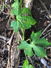 Diplocyclos palmatus